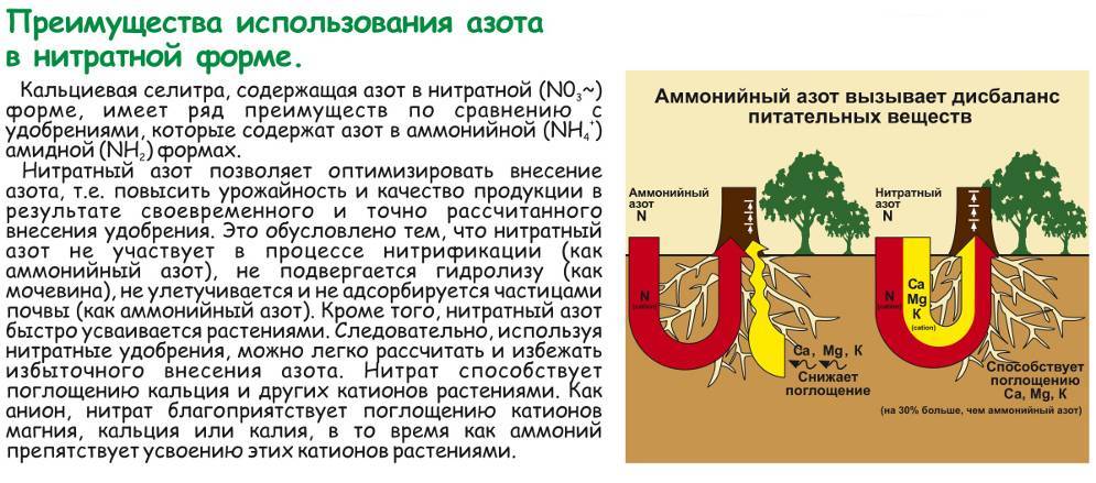 "кальциевая селитра" - свойства и применение. описание влияния на растения, рекомендации