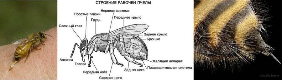 Где у пчелы жало, как оно выглядит, строение, фото жала под микроскопом