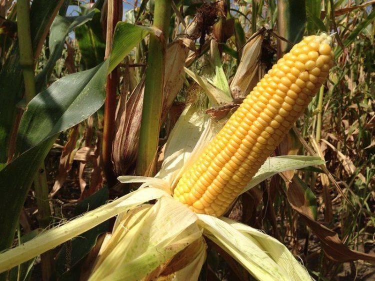 Кукуруза: как и когда сажать кукурузу в открытый грунт, посадка и уход, выращивание, фото