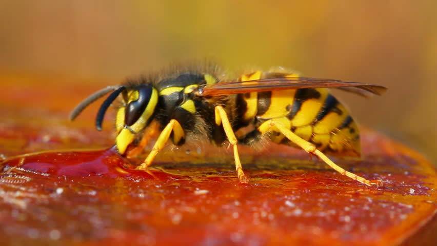 Осиный мед и его особенности. существует ли осиный мед и чем он отличается от пчелиного?