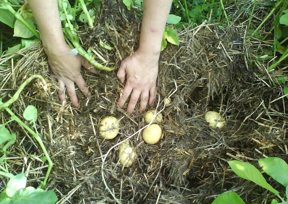 Выращивание картофеля под соломой — недостатки и достоинства метода