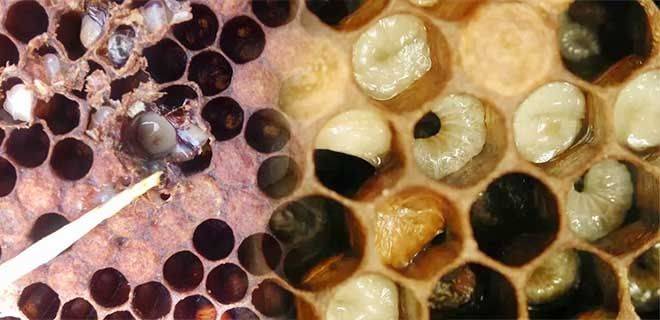 О гнильце у пчел: лечение, препараты, признаки, дозы лекарств, дезинфекция ульев