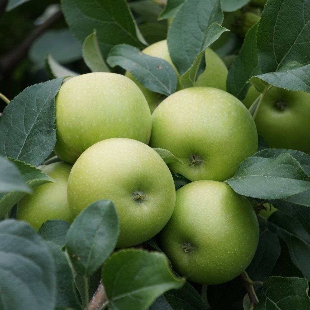 Яблоня гренни смит ? : характеристики, описание сорта, фото | qlumba.com