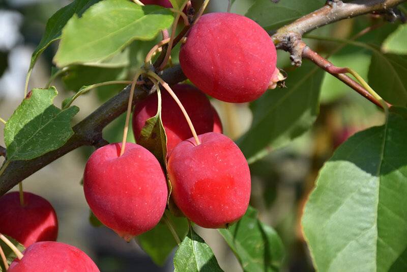 Сорт яблони райское яблоко: описание и характеристика, посадка, выращивание и уход, фото