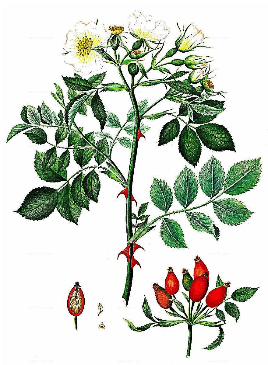 Шиповник роза собачья: описание, особенности сорта, уход и размножение