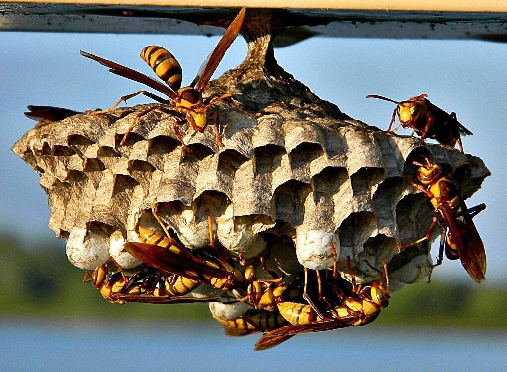 Улей пчел фото в природе