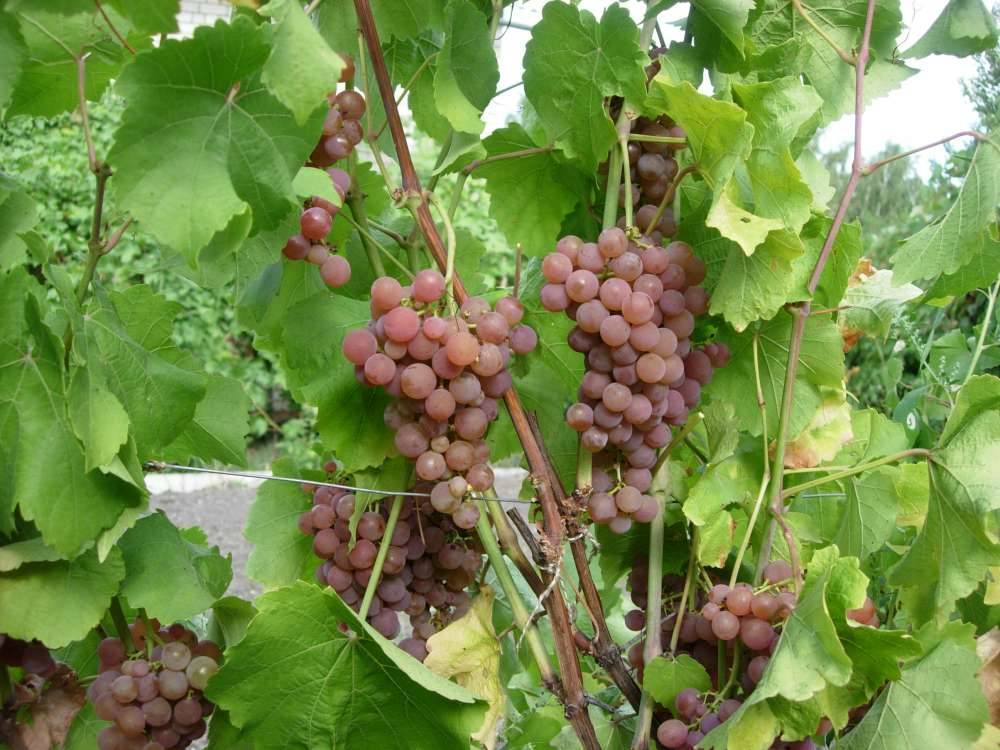 Виноград кишмиш лучистый: описание сорта, правила ухода и разведения