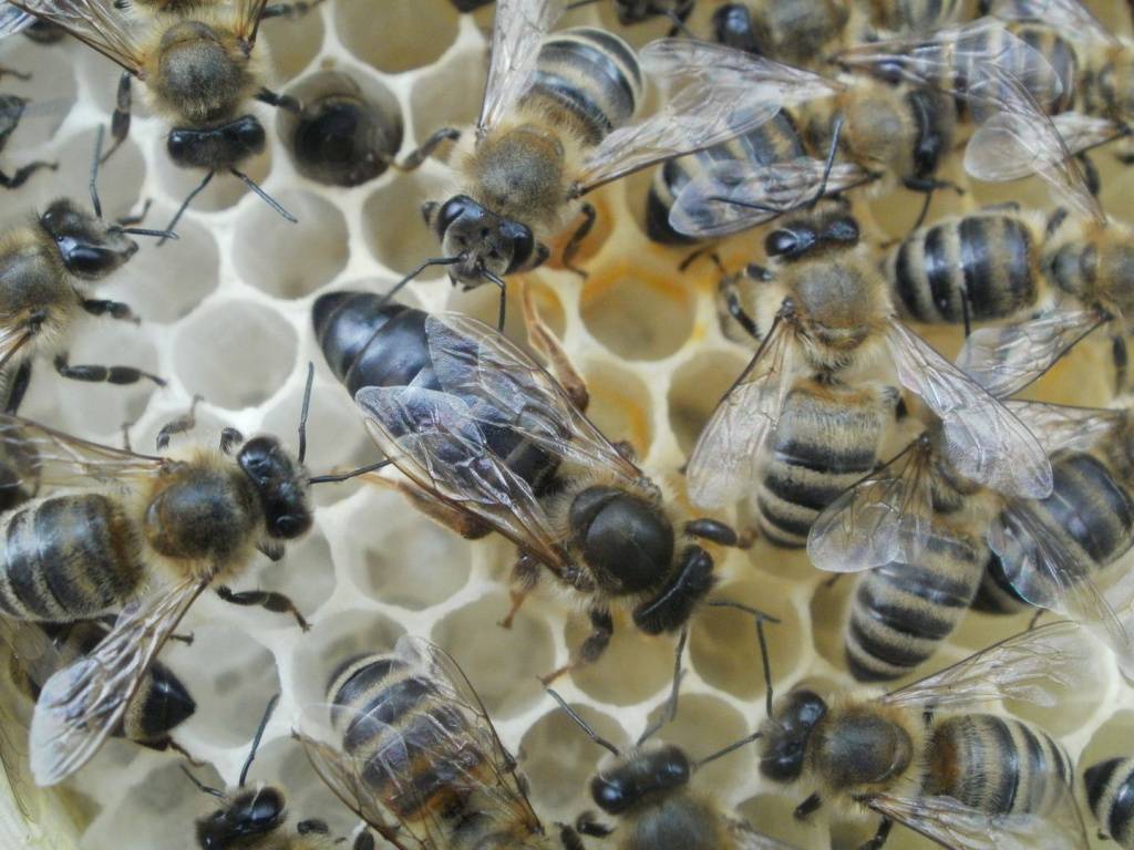 Плодная карпатская пчела и ее отличия от карника