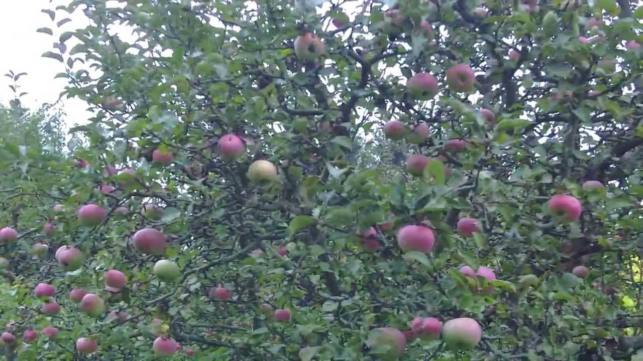 Яблоня цветет, но не плодоносит — ищем проблему
