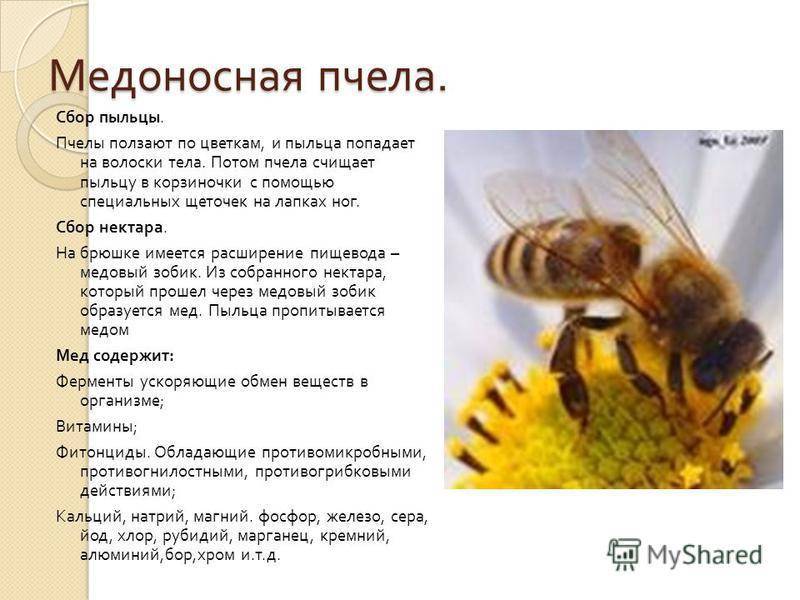 Медоносная пчела: описание насекомых, отряд и породы, заболевания и польза