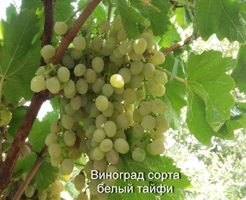 ᐉ сорт винограда тайфи белый - roza-zanoza.ru