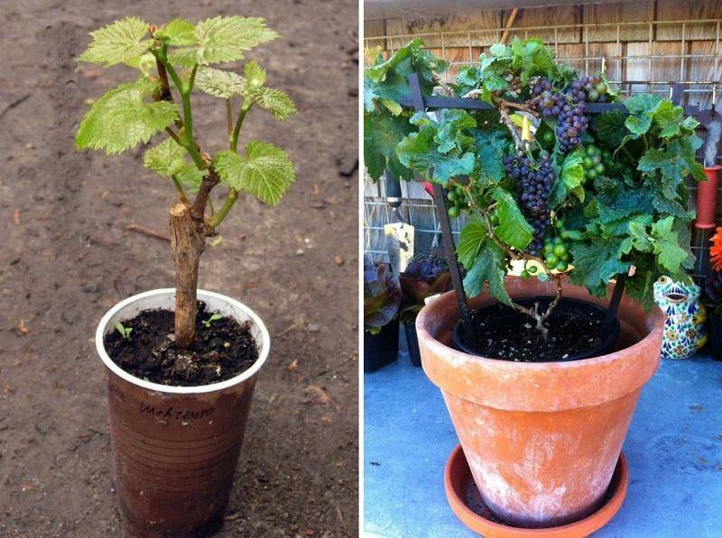 Как вырастить виноград из косточки в домашних условиях: посадка и уход
