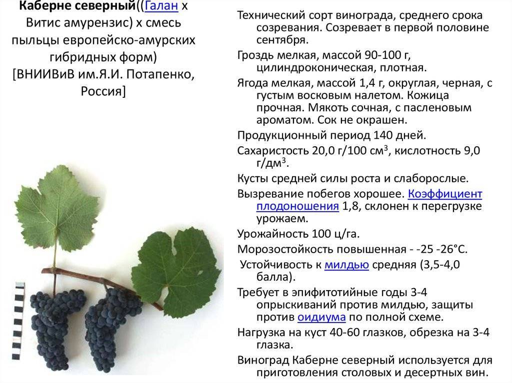 Солярис виноград описание сорта