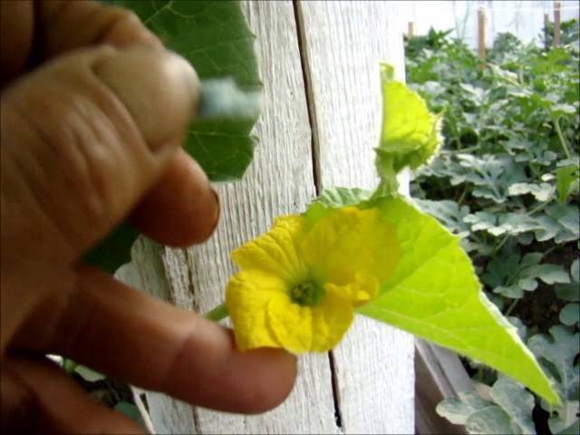 Нет завязи на баклажанах ( 10 фото): почему не завязывается, но цветет овощ и почему опадают цветы в теплице, что делать