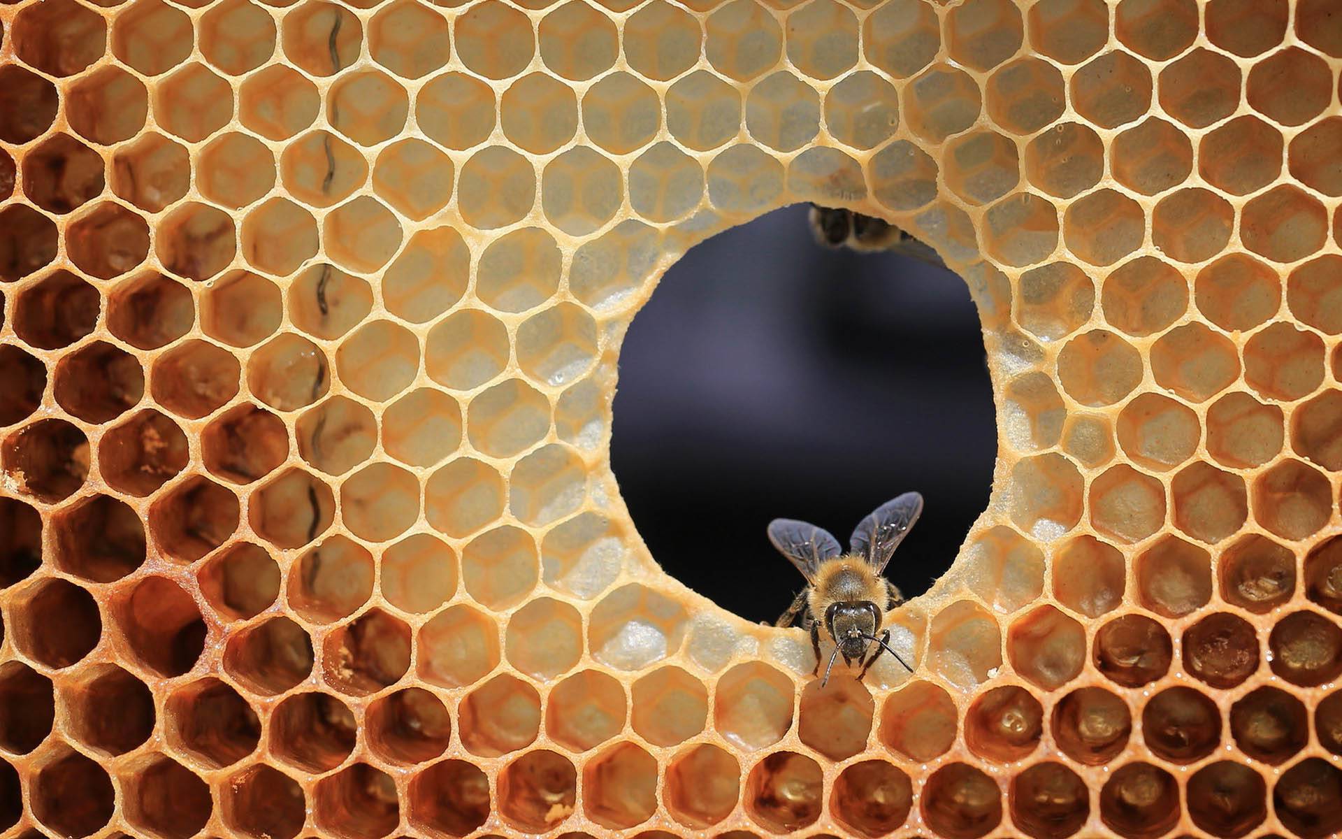 Как пчелы научились строить соты и собирать мед, кто их научил