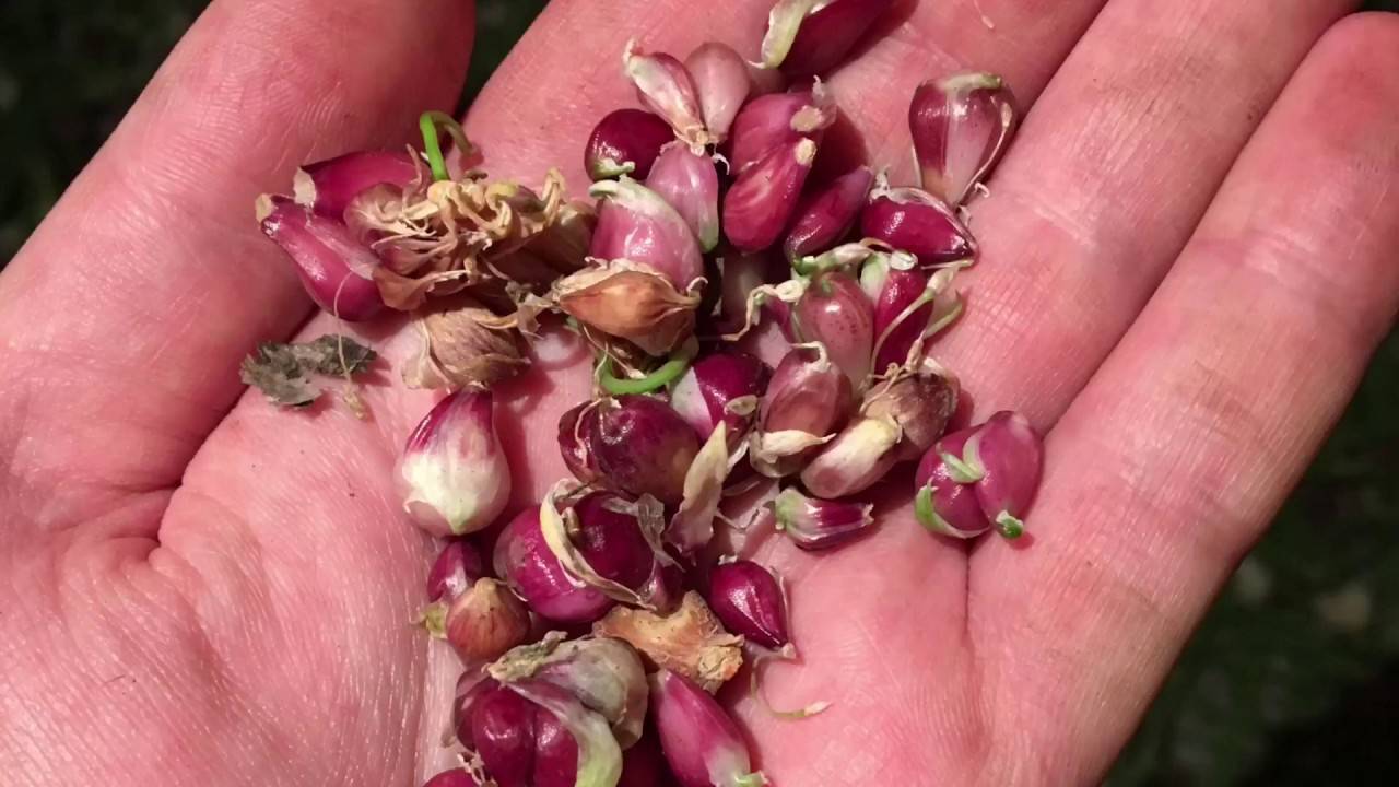 Когда и как правильно сажать чеснок весной в открытый грунт