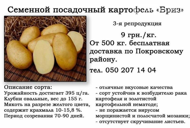 Описание и характеристика сорта картофеля Бриз, правила посадки и ухода