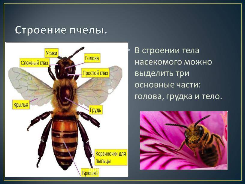 Жало пчелы: где находится, как жалит, строение, функции, первая помощь после укуса