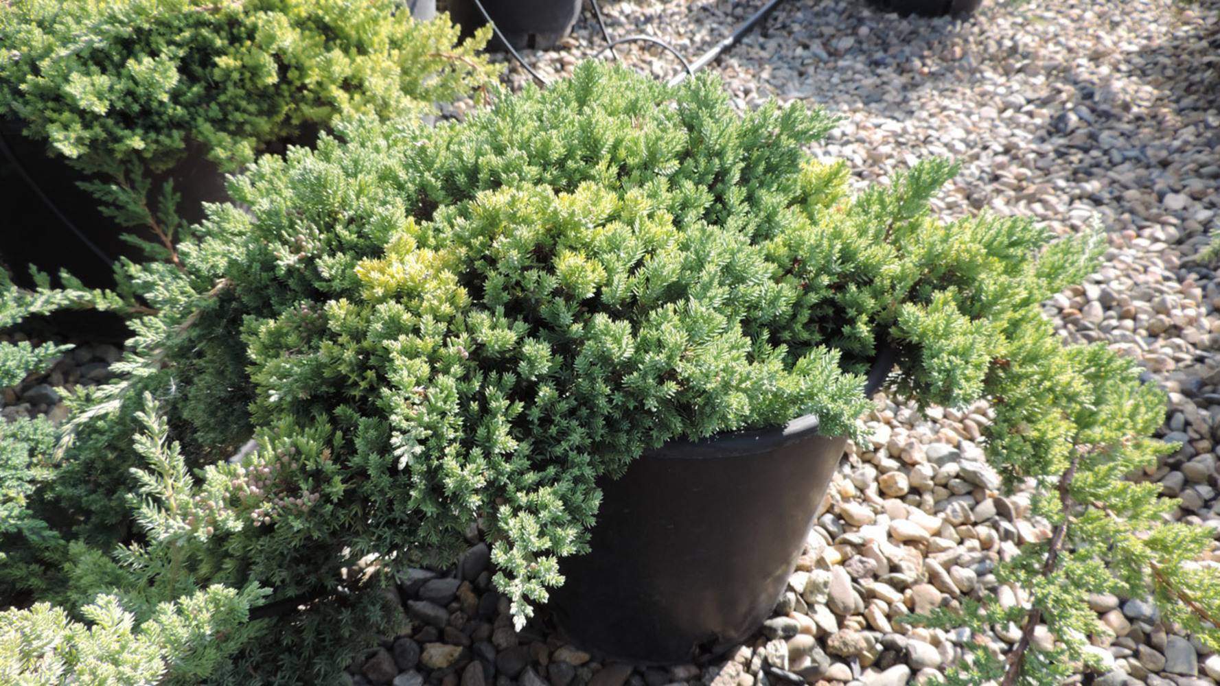 Можжевельник лежачий нана (juniperus procumbens nana): описание с фото, посадка и уход, применение сорта в ландшафтном дизайне