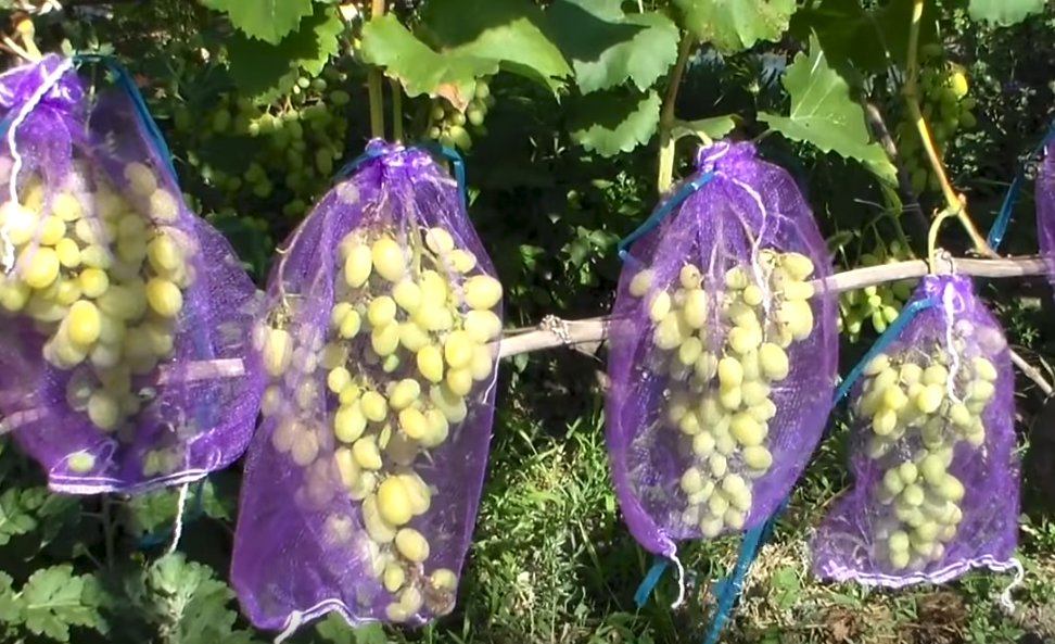 Осы едят виноград: как с ними бороться?