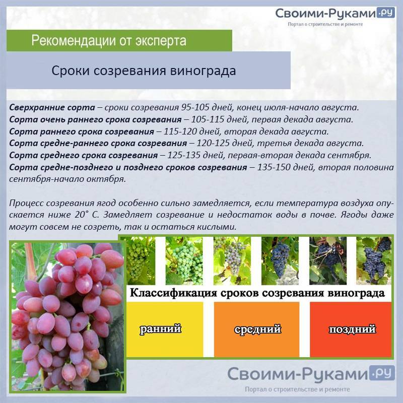 Виноград кодрянка: описание раннего сорта, особенности правильного выращивания и ухода