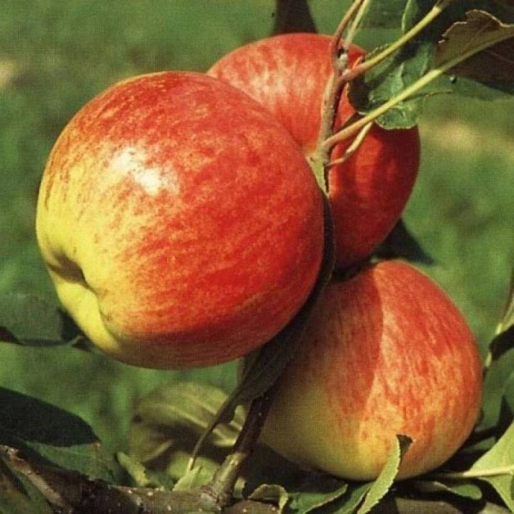 Яблоня мантет: характеристика и описание сорта, особенности посадки дерева и ухода за ним, фото