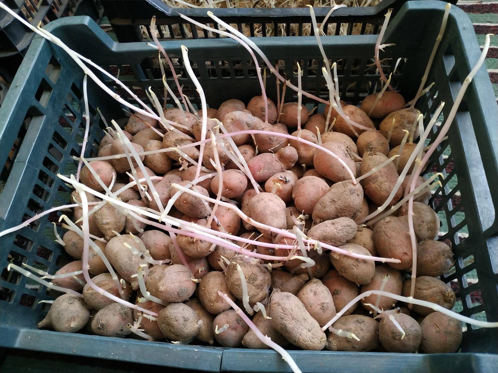 Обработка картофеля перед посадкой весной: проращивание, замачивание, прогревание и т.д.