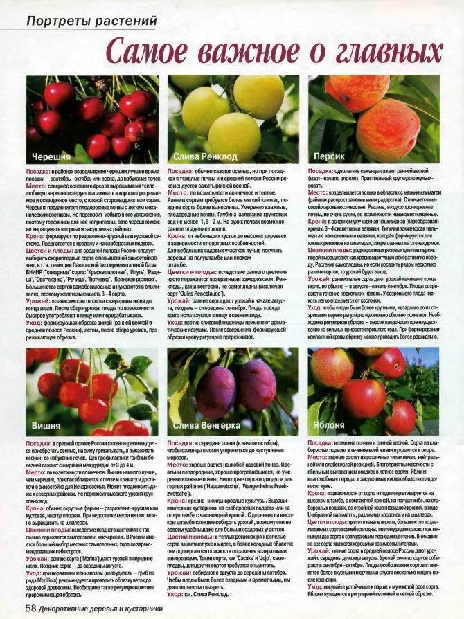Особенности выращивания вишни харитоновская и ухода за ней