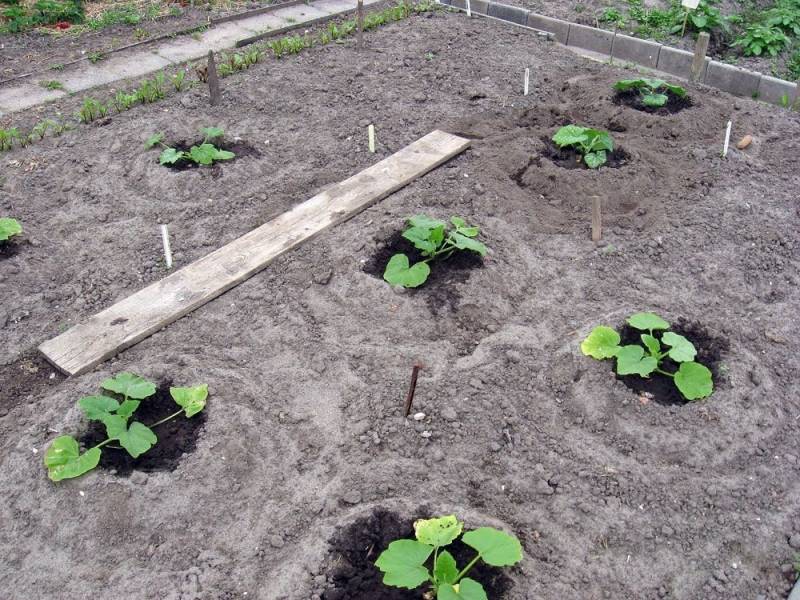 Овощи патиссоны: выращивание из семян, посев на рассаду и в открытый грунт, видео, посадка и уход на грядке
