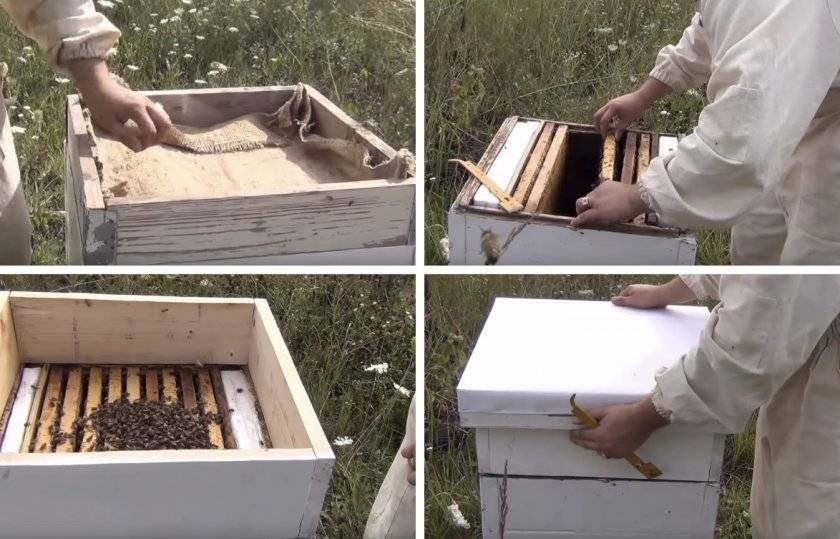 Формирование отводков пчел