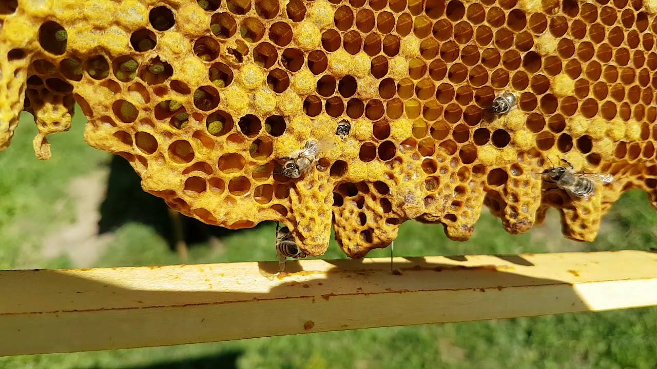 Свищевые и роевые маточники пчел