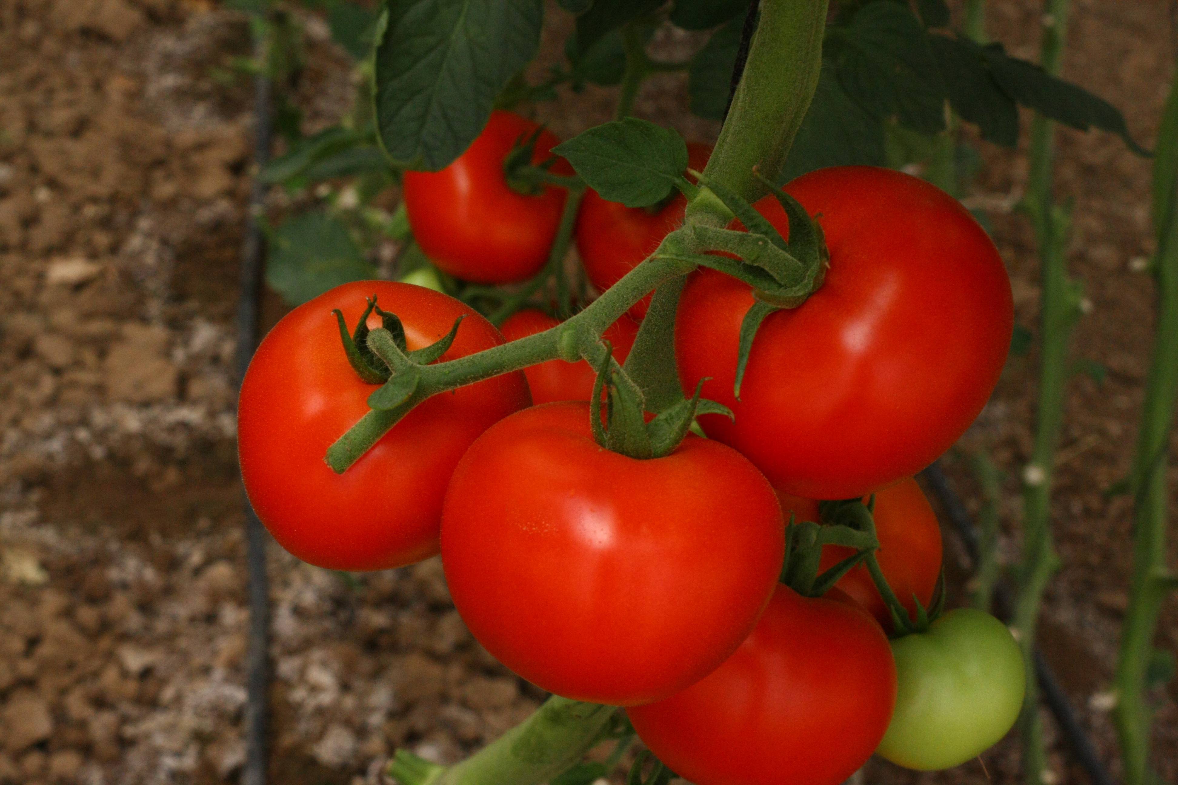 Описание гибридного томата Львиное сердце и рекомендации по выращиванию сорта