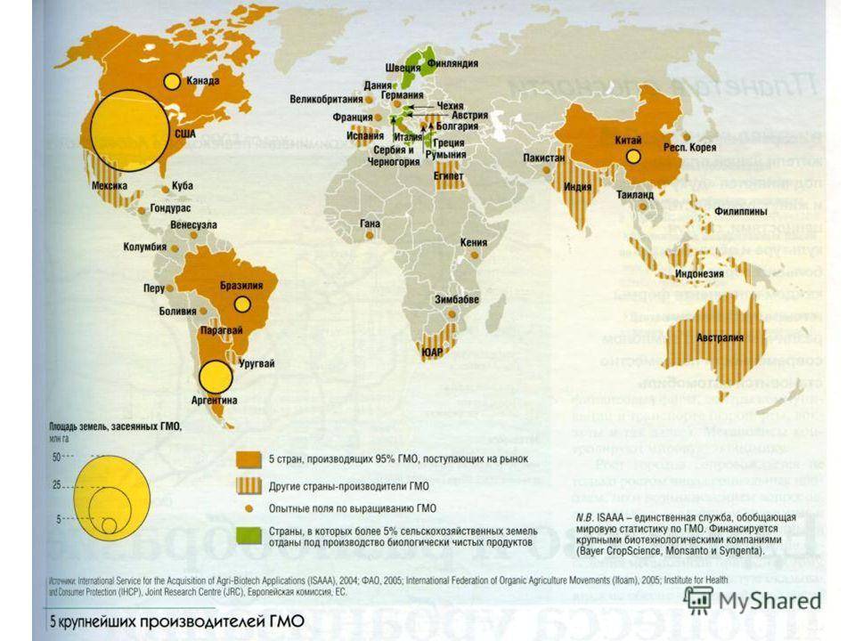 Страны лидеры по выращиванию риса. Основные производители кукурузы в мире. Производство кукурузы в мире карта. Мировые Лидеры производства кукурузы. Распространение кукурузы в мире.