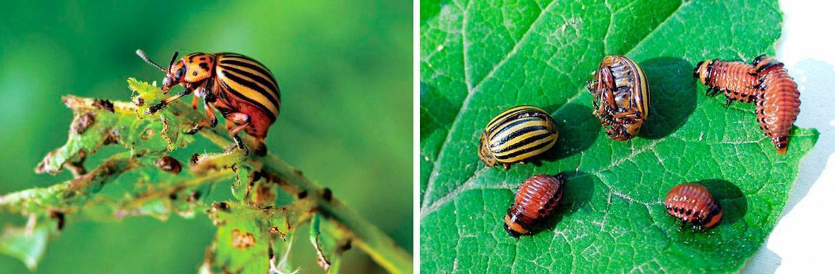 Как избавиться от колорадского жука, средства борьбы