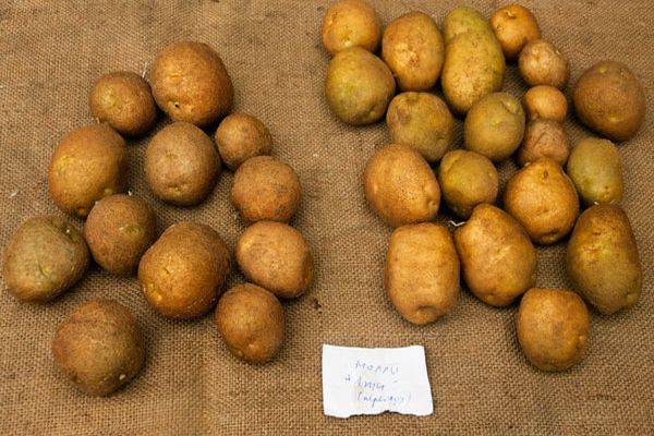 ᐉ сорт картофеля «киви» – описание и фото - roza-zanoza.ru