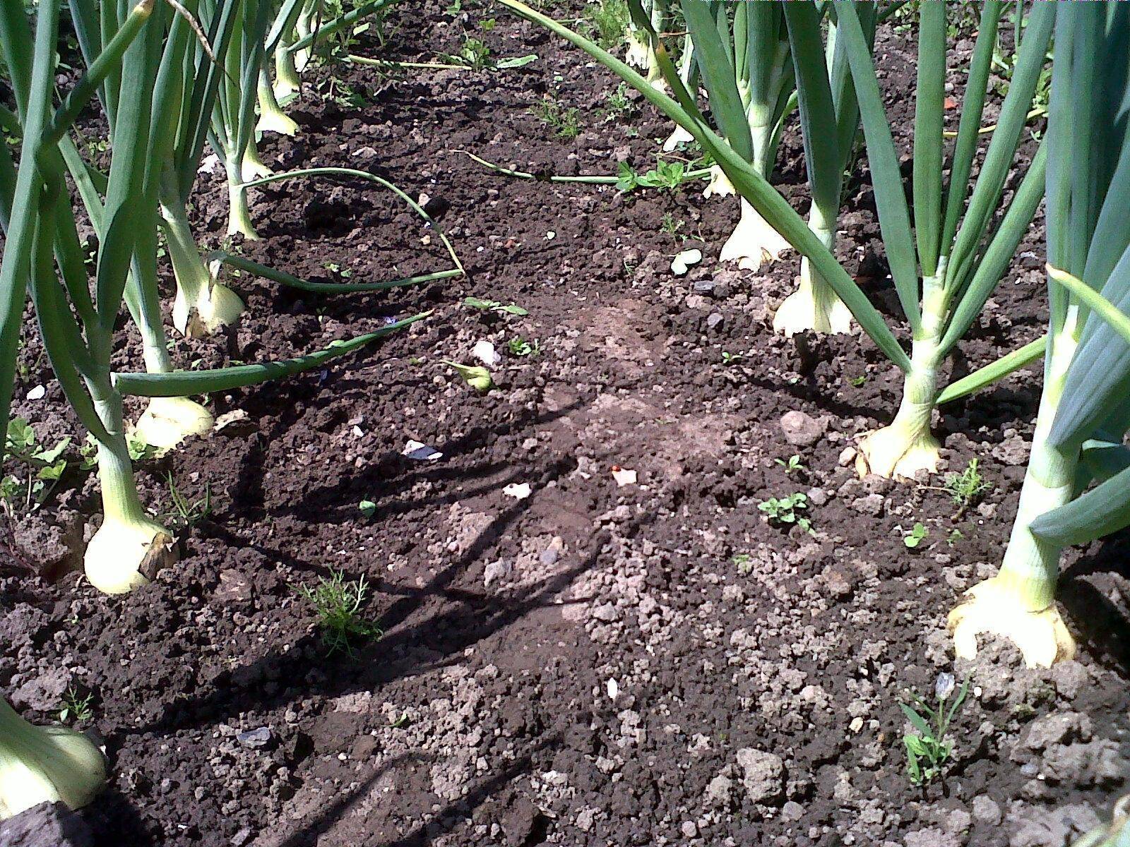Выращивание чеснока в открытом грунте: технология и уход