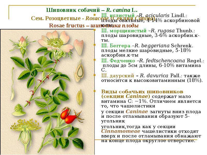 Шиповник собачий (роза собачья, роза канина, rósa canína) ботаническое описание и посадка на участке