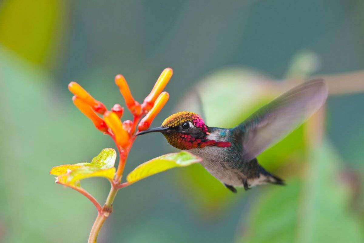 Птица колибри: интересные факты про самую маленькую птичку на планете
