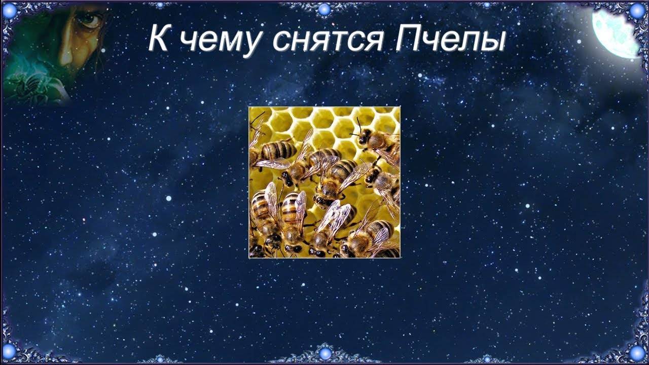 К чему снится пчела. видеть во сне пчела - сонник дома солнца