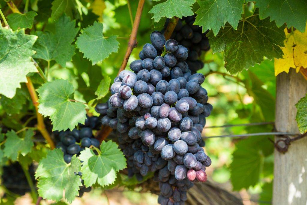 Виноград фуршетный: описание сорта с характеристикой и отзывами, особенности посадки и выращивания, фото