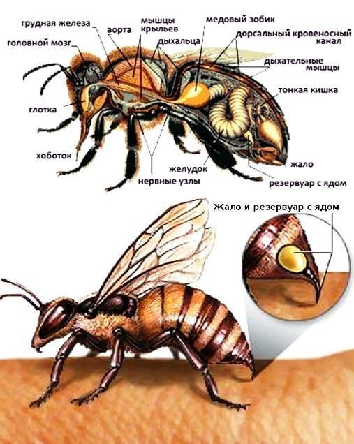 Укус пчелы, первая помощь и лечение