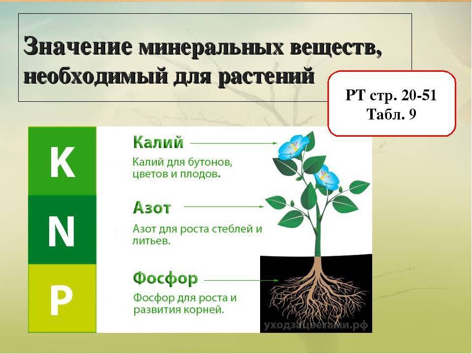 Укажите какими цифрами на рисунке обозначены процессы дыхания минерального питания