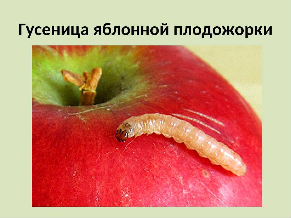 Плодожорка на яблоне: методы борьбы, когда и чем опрыскивать деревья
