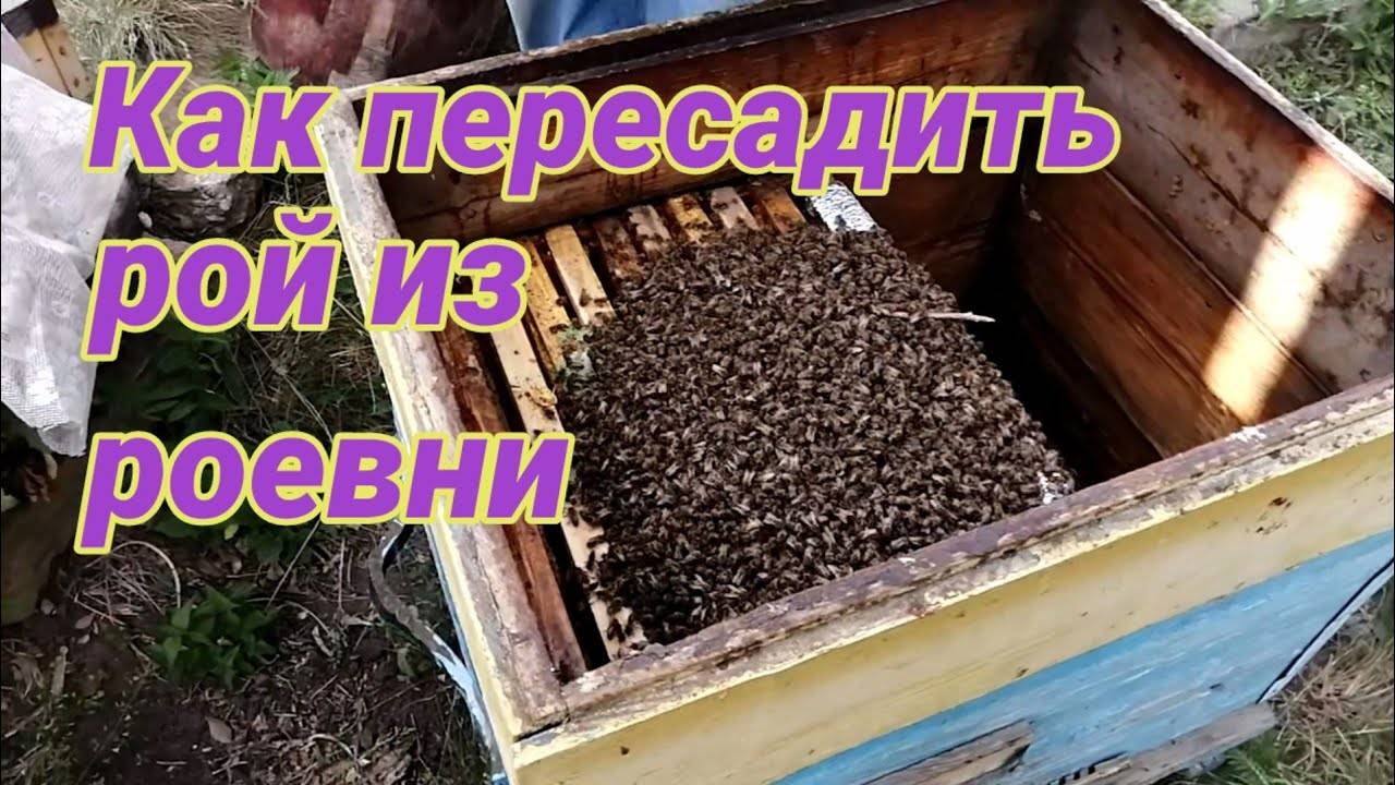 Пересадка пчелопакета в улей рамочный и безрамочный: видео инструкция