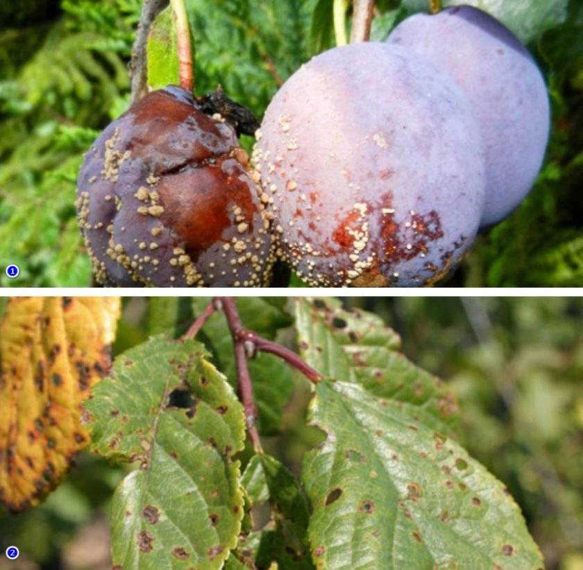 Описание заболевания монилиоз вишни и способы борьбы с ним