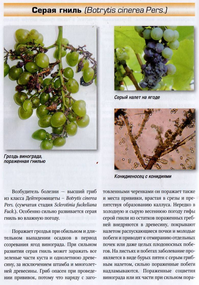 Болезни винограда на листьях, описание с фотографиями и способы лечения