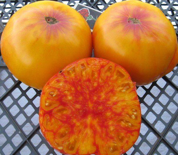 Лучшие сорта высокорослых томатов для теплицы и открытого грунта: топ-35 индетерминантных помидоров