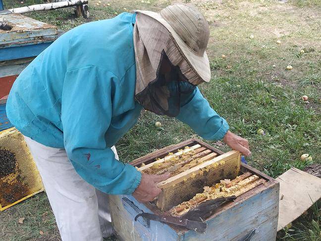Пчеловодство — выгодный бизнес. реальный опыт сельского жителя – reconomica — истории из жизни реальных людей