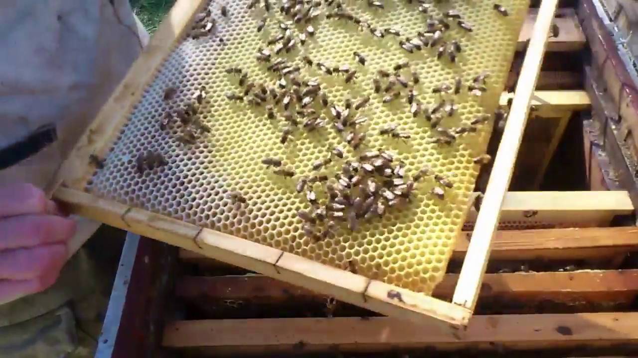 Жизнь нашей пасеки или практическое пчеловодство: как сохранить сушь от порчи личинками восковой моли?