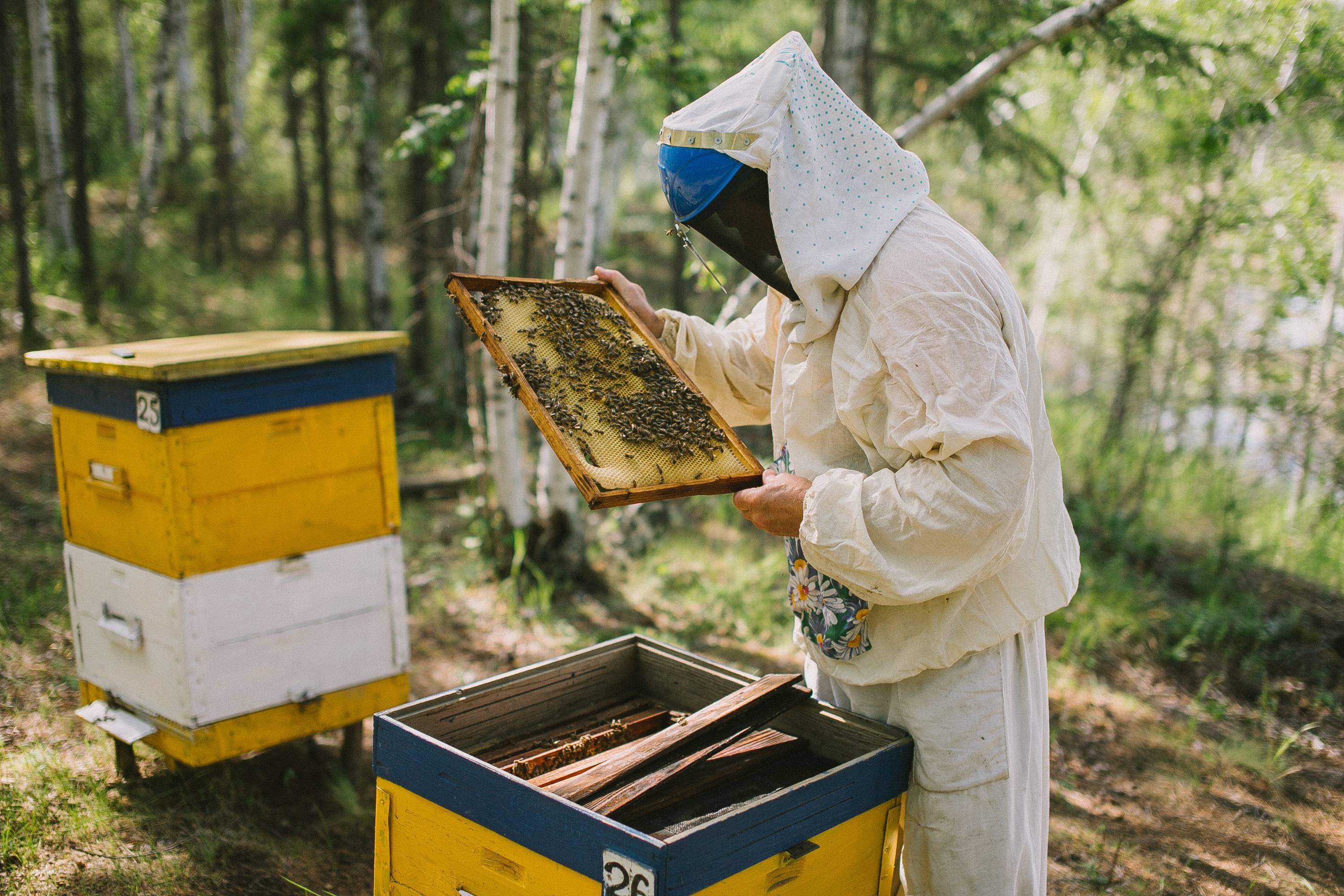 Бортевой мед диких пчел, полезные свойства, определение качества